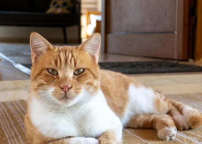 Gaia Residence, Peristerona, Polis Chrysochous パ フォス