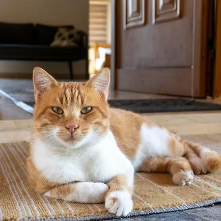 Gaia Residence, Peristerona, Polis Chrysochous Paphos